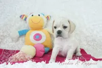 Petal Shipping Included, a female Puggle for sale in Pottersville, MO – Photo 8 of 9