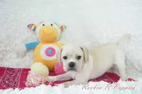 Petal Shipping Included, a female Puggle for sale in Pottersville, MO – Photo 4 of 9