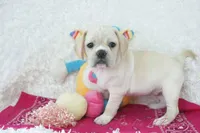 Petal Shipping Included, a female Puggle for sale in Pottersville, MO – Photo 9 of 9