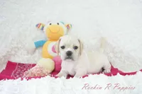 Petal Shipping Included, a female Puggle for sale in Pottersville, MO – Photo 2 of 9