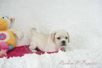 Petal Shipping Included, a female Puggle for sale in Pottersville, MO – Photo 7 of 9