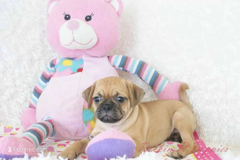 Gidget Shipping Included – Puggle puppy for sale in Pottersville, MO