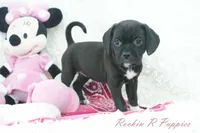 Cupcake, a female Puggle for sale in Pottersville, MO – Photo 3 of 5