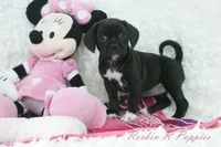 Cupcake, a female Puggle for sale in Pottersville, MO – Photo 2 of 5