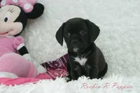 Cupcake, a female Puggle for sale in Pottersville, MO – Photo 4 of 5