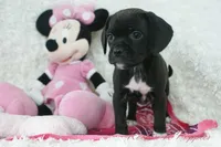 Cupcake, a female Puggle for sale in Pottersville, MO – Photo 5 of 5