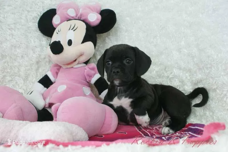 Cupcake – Puggle puppy for sale in Pottersville, MO