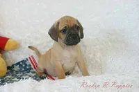 Buster Shipping Included, a male Puggle for sale in Pottersville, MO – 2 of 7