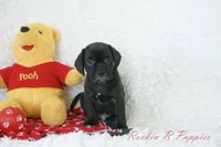 Derby Shipping Included, a male Puggle for sale in Pottersville, MO – 4 of 6