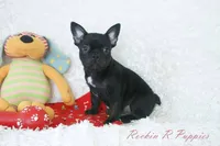 Asher Shipping Included, a male Frenchton for sale in Pottersville, MO – 3 of 7
