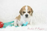 Ottie Shipping Included, a male Puggle for sale in Pottersville, MO – 6 of 10