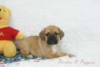 Fredrick Shipping Included, a male Puggle for sale in Pottersville, MO – 4 of 5