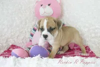 Keely Shipping Included, a female English Bulldog and Puggle for sale in Pottersville, MO – 3 of 7