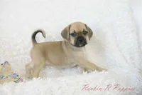 Roxy Shipping Included, a female Puggle for sale in Pottersville, MO – 3 of 7