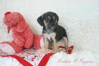 Angel Shipping Included, a female Puggle for sale in Pottersville, MO – 7 of 7
