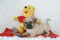 Duke Shipping Included, a male Puggle for sale in Pottersville, MO – 4 of 6