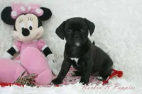 Izzy Shipping Included, a female Puggle for sale in Pottersville, MO – Photo 3 of 7