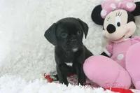 Izzy Shipping Included, a female Puggle for sale in Pottersville, MO – Photo 5 of 7