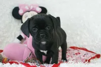 Izzy Shipping Included, a female Puggle for sale in Pottersville, MO – Photo 2 of 7