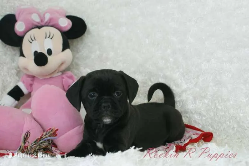 Izzy Shipping Included, a female Puggle for sale in Pottersville, MO – Photo 1 of 7