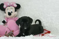 Izzy Shipping Included, a female Puggle for sale in Pottersville, MO – Photo 1 of 7