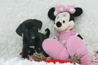 Izzy Shipping Included, a female Puggle for sale in Pottersville, MO – Photo 6 of 7