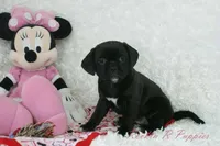 Izzy Shipping Included, a female Puggle for sale in Pottersville, MO – Photo 4 of 7