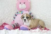 Keely Shipping Included, a female English Bulldog and Puggle for sale in Pottersville, MO – 2 of 7