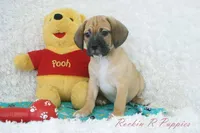 Flynn Shipping Included, a male Puggle for sale in Pottersville, MO – Photo 5 of 8