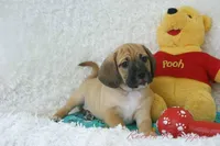 Flynn Shipping Included, a male Puggle for sale in Pottersville, MO – Photo 2 of 8