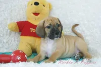 Flynn Shipping Included, a male Puggle for sale in Pottersville, MO – Photo 4 of 8