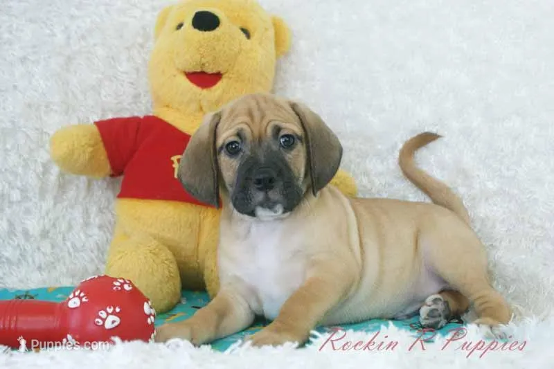 Flynn Shipping Included – Puggle puppy for sale in Pottersville, MO