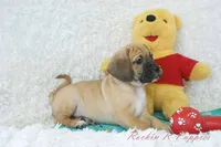 Flynn Shipping Included, a male Puggle for sale in Pottersville, MO – Photo 6 of 8