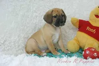 Flynn Shipping Included, a male Puggle for sale in Pottersville, MO – Photo 8 of 8