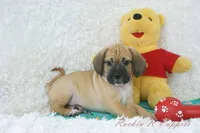 Flynn Shipping Included, a male Puggle for sale in Pottersville, MO – Photo 3 of 8