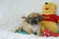 Flynn Shipping Included, a male Puggle for sale in Pottersville, MO – Photo 7 of 8