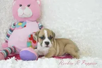 Keely Shipping Included, a female English Bulldog and Puggle for sale in Pottersville, MO – 1 of 7