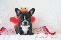 Lizzy Shipping Included, a female Frenchton for sale in Pottersville, MO – 4 of 6