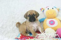 Sasha Shipping Included, a female Puggle for sale in Pottersville, MO – 3 of 6