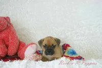 Daisy Shipping Included, a female English Bulldog and Puggle for sale in Pottersville, MO – 5 of 6