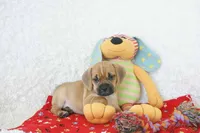 Ritz Shipping Included, a male Puggle for sale in Pottersville, MO – 3 of 6