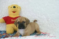 Fredrick Shipping Included, a male Puggle for sale in Pottersville, MO – 3 of 5