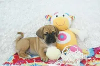 Sasha Shipping Included, a female Puggle for sale in Pottersville, MO – 2 of 6