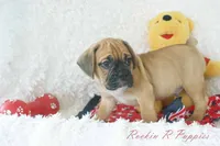 Roman Shipping Included, a male English Bulldog and Puggle for sale in Pottersville, MO – 5 of 7