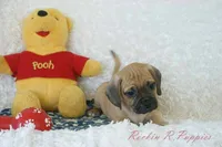 Buster Shipping Included, a male Puggle for sale in Pottersville, MO – 4 of 7