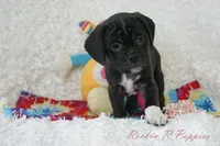 Ivy Shipping Included, a female Puggle for sale in Pottersville, MO – Photo 6 of 6