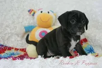 Ivy Shipping Included, a female Puggle for sale in Pottersville, MO – Photo 3 of 6