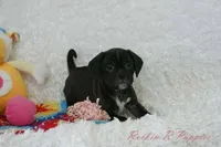 Ivy Shipping Included, a female Puggle for sale in Pottersville, MO – Photo 2 of 6