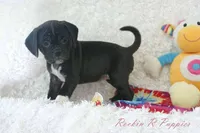 Ivy Shipping Included, a female Puggle for sale in Pottersville, MO – Photo 4 of 6