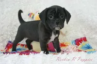 Ivy Shipping Included, a female Puggle for sale in Pottersville, MO – Photo 1 of 6